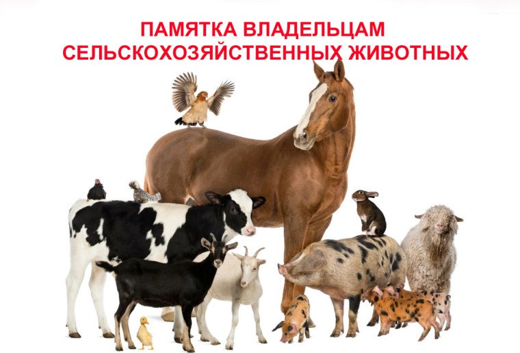 Памятка о мерах по предупреждению заноса возбудителей заразных болезней животных и птиц для граждан, занимающихся содержанием и разведением животных и птиц на территории Белореченского муниципального образования