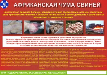 Памятка по африканской чумы свиней