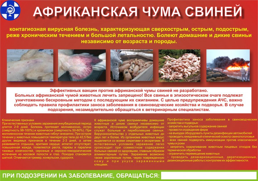 Памятка по африканской чумы свиней